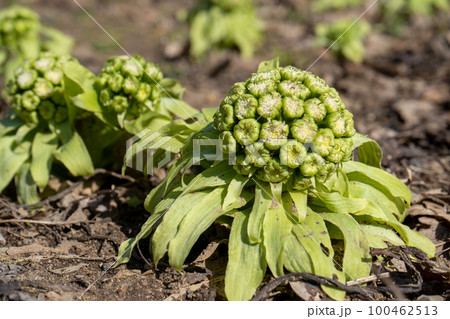 ふきのとう|春の山菜|食材イメージ|春イメージ ふきのとう|春の山菜|食材イメージ|春イメージ 100462513