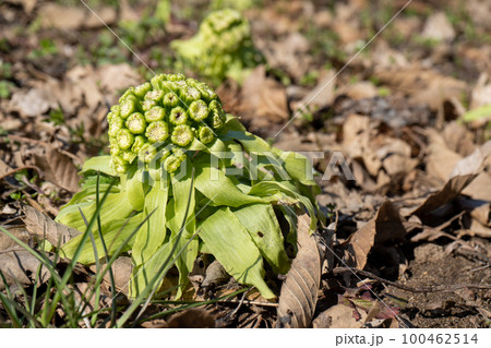 ふきのとう｜春の山菜｜食材イメージ｜春イメージ 100462514