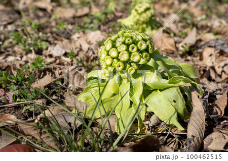 ふきのとう｜春の山菜｜食材イメージ｜春イメージ 100462515