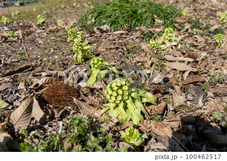 ふきのとう｜春の山菜｜食材イメージ｜春イメージ 100462517
