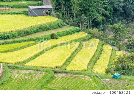 《和歌山県》あらぎ島　棚田 100462521