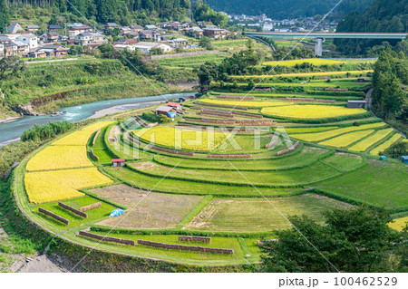 《和歌山県》あらぎ島　棚田 100462529