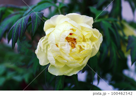 薄黄色の寒牡丹（ぼたん,牡丹,ボタン）の花が清々しい 100462542