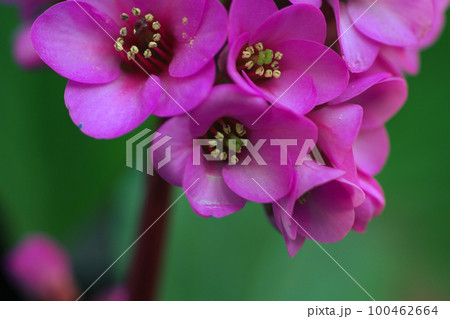 ヒマラヤユキノシタのロジェット状に咲いたピンクの花が可愛い ヒマラヤユキノシタのロジェット状に咲いたピンクの花が可愛い 100462664