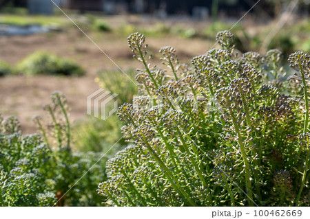 育ちすぎすぎたブロッコリー｜家庭菜園｜野菜イメージ 100462669