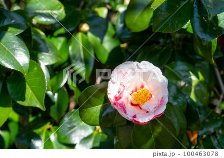 珍しい斑入りの椿の花｜ツバキイメージ 100463078