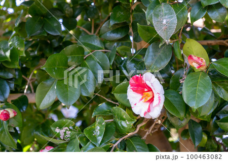 珍しい斑入りの椿の花｜ツバキイメージ 100463082