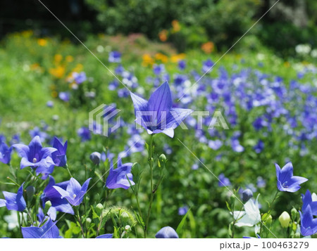 亀岡桔梗の里 100463279