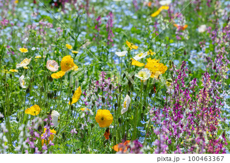 リナリアの花とネモフィラ リナリアの花とネモフィラ 100463367