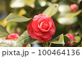サザンカ 100464136