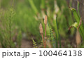 つくし 100464138