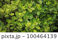 街路樹の緑 100464139