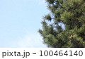 松の木と空 100464140