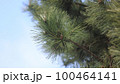 松の枝 100464141