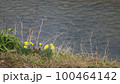 水仙と川 100464142
