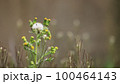綿毛 100464143