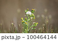 綿毛 100464144