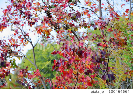 ナンキンハゼの実 100464664