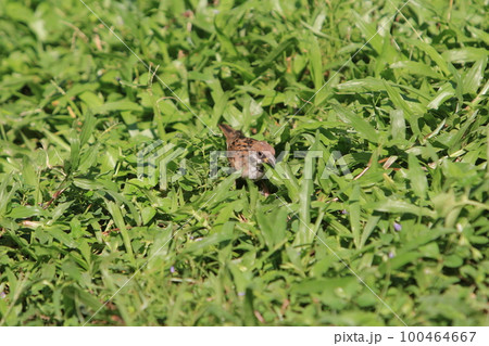 an wild insect , the nature concept image 100464667