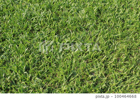 a lawn texture, Garden Lawn, the green lawn 100464668