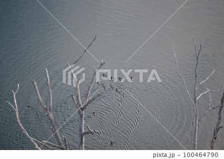 栃木県湯西川　水没林 100464790