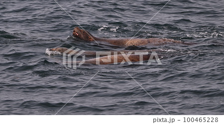 トド54（北海道） 100465228