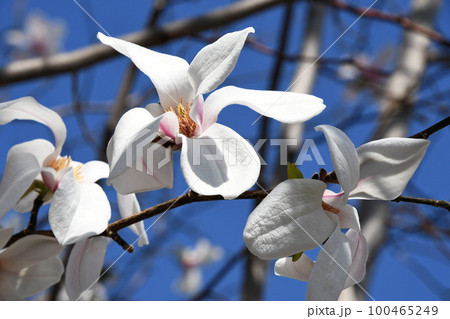 コブシ（辛夷） 100465249