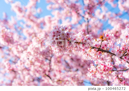 【カンザクラ】徳島中央公園の蜂須賀桜 100465272
