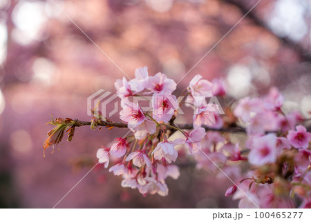 【カンザクラ】徳島中央公園の蜂須賀桜 100465277