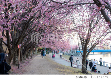 【カンザクラ】徳島中央公園の蜂須賀桜 100465279