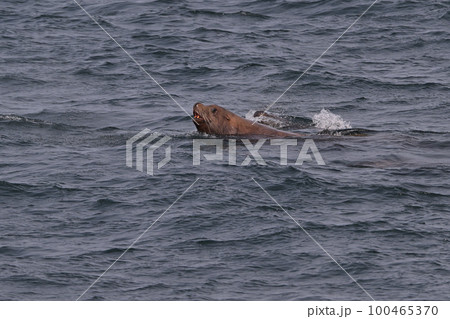 トド㊽（北海道） 100465370