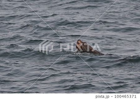 トド㊾（北海道） 100465371