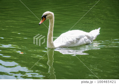 A graceful white swan swimming on a lake with dark water. The white swan is reflected in the water 100465421