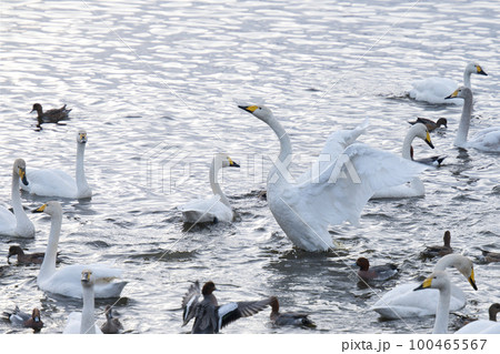 日本に飛来して越冬する、ハクチョウのいる湖の風景 100465567