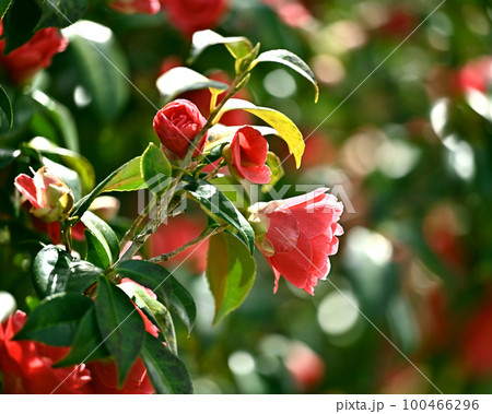 ツバキ(椿:Camellia) ツバキ(椿:Camellia) 100466296