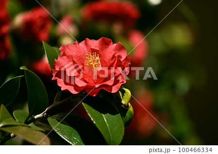 ツバキ(椿：Camellia) 100466334