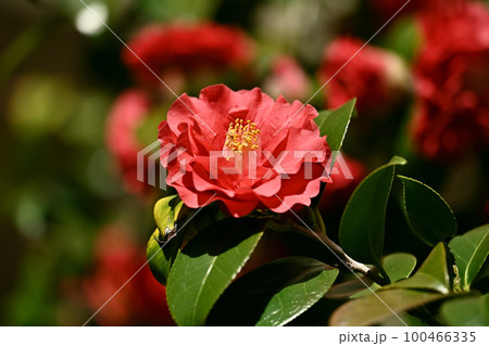ツバキ(椿:Camellia) ツバキ(椿:Camellia) 100466335