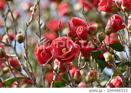 ツバキ(椿:Camellia) ツバキ(椿:Camellia) 100466353