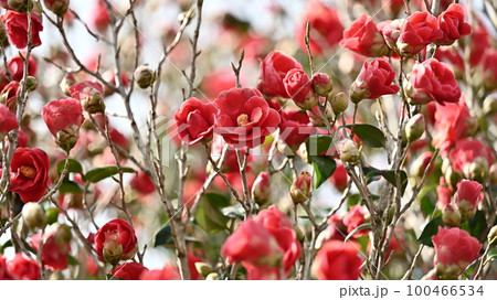 ツバキ(椿:Camellia) ツバキ(椿:Camellia) 100466534