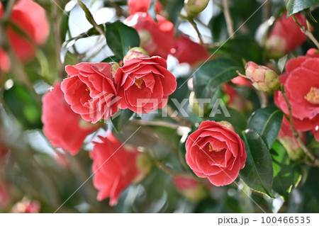 ツバキ(椿:Camellia) ツバキ(椿:Camellia) 100466535