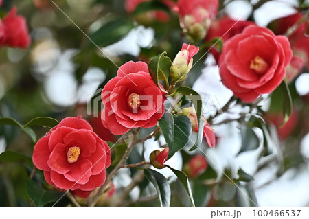 ツバキ(椿:Camellia) ツバキ(椿:Camellia) 100466537