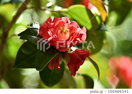 ツバキ(椿:Camellia) ツバキ(椿:Camellia) 100466541