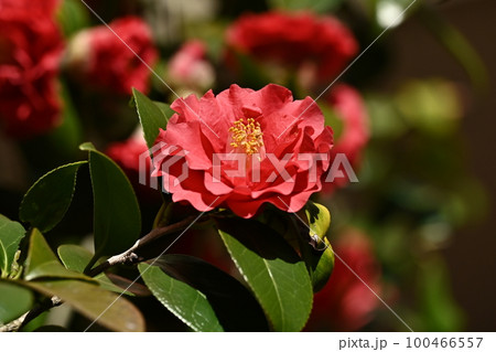 ツバキ(椿:Camellia) ツバキ(椿:Camellia) 100466557