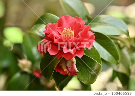 ツバキ(椿：Camellia) 100466559