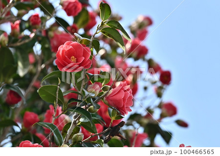 ツバキ(椿:Camellia) ツバキ(椿:Camellia) 100466565