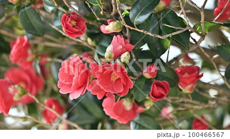 ツバキ(椿：Camellia) 100466567