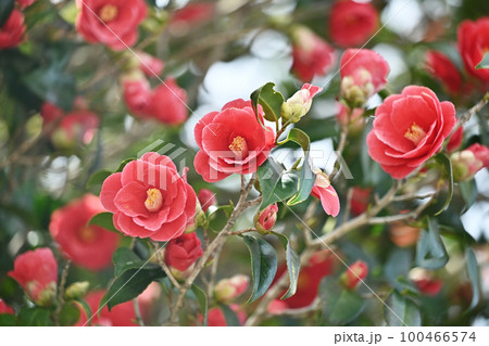 ツバキ(椿:Camellia) ツバキ(椿:Camellia) 100466574