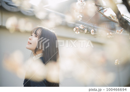 夕陽に照らされる梅と女の子 夕陽に照らされる梅と女の子 100466694