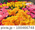 色々な種類のチューリップの花 100466748