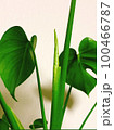 モンステラの新芽 100466787